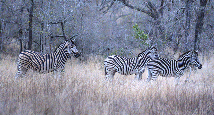 3 Zebras
